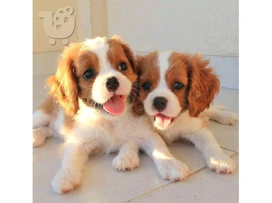 PoulaTo: Πωλούνται κουτάβια Cavalier